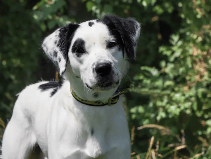 Kai is on the lookout for adopters who are happy to put time into his training, help boost his confidence and have lots of fun along the way. He’s a clever lad and has lots to learn about the world. Training will include the basics such as house training, building up alone time and further socialisation with dogs and environments.