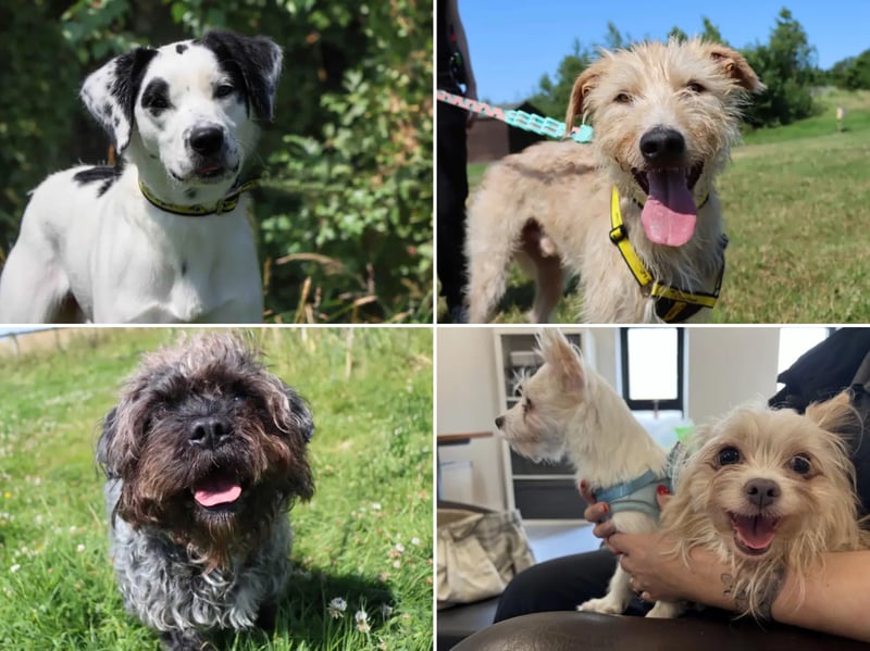 All these dogs are searching for their forever homes.