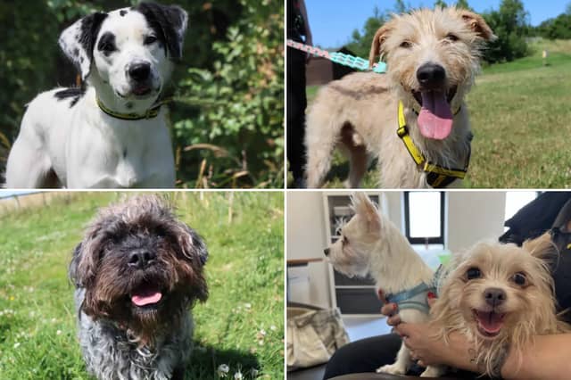 All these dogs are searching for their forever homes.