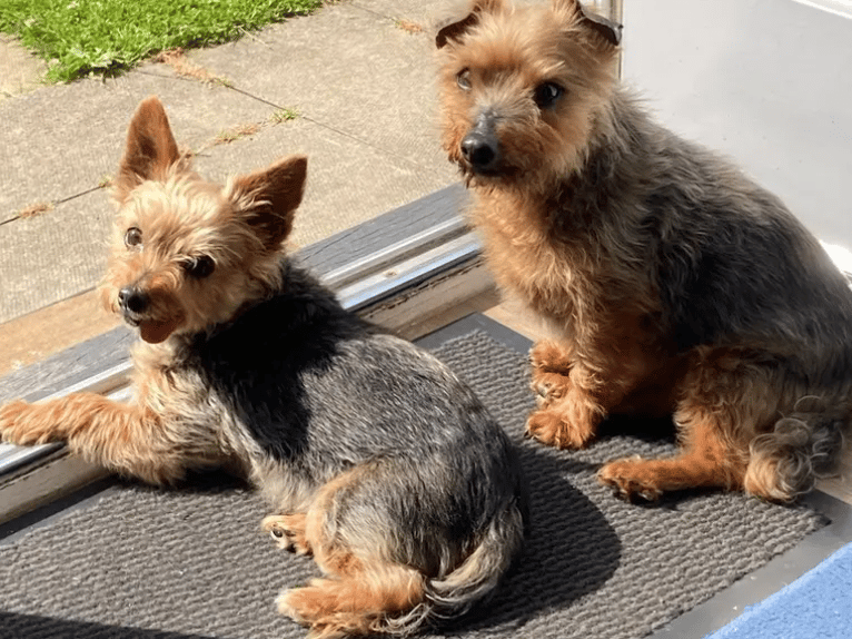 Maisy and Teddy would love to find a home together to spend there golden years. This wonderful pair will need someone around most of the day to help them settle and a comfy spot for snoozing.