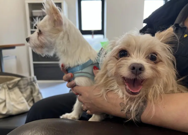 Angel and Willow are mother and daughter and will need to be rehomed together. Both are very sweet girls who are initially a little nervous so will need someone who can give them time to settle. Initially when settling the girls would love to have there people around but leaving them could be built up.