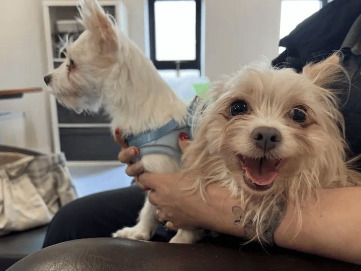 Angel and Willow are mother and daughter and will need to be rehomed together. Both are very sweet girls who are initially a little nervous so will need someone who can give them time to settle. Initially when settling the girls would love to have there people around but leaving them could be built up.