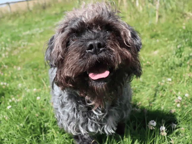 Marcel is sweet little guy who flourishes with a gentle approach. He’ll need adopters to take things at his pace and meet him a few times at the centre to build up a relationship. Once he knows you, you’ll soon see his affectionate side shine through. For any children in the home, they will need to be of teenager age.