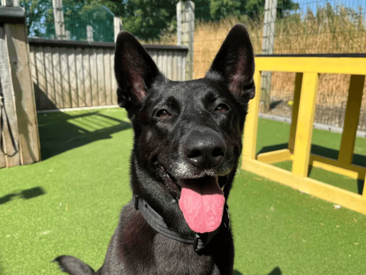 Shadow is ready to find her forever family to share plenty of exciting adventures with! She loves exploring new places and having a ‘job’ to do, so active adopters who can keep her mind and body content with different and fun activities would be brilliant. With a refresher and established routine, Shadow should pick up house training and alone time, as she has previously been ok with this.