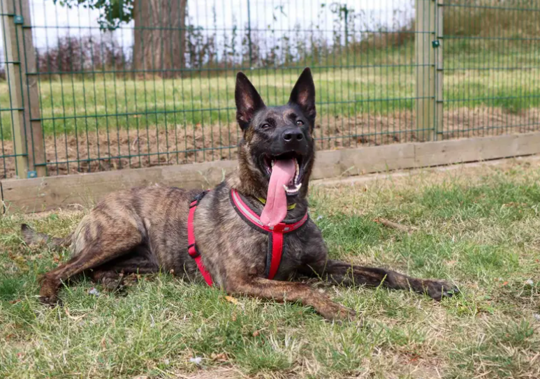 This gorgeous Dutch Shepherd is a clever girl who loves learning and will thrive with an active family keen to continue her training and teach her new skills. She’ll need support while settling into her new home, including housetraining and gradually building up time spent alone. Lilo greets everyone lovely and loves enrichment games that involve food.