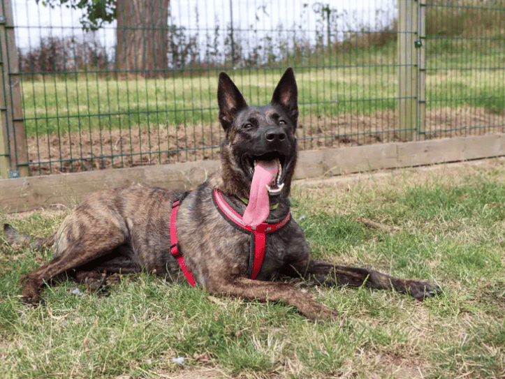 This gorgeous Dutch Shepherd is a clever girl who loves learning and will thrive with an active family keen to continue her training and teach her new skills. She’ll need support while settling into her new home, including housetraining and gradually building up time spent alone. Lilo greets everyone lovely and loves enrichment games that involve food.