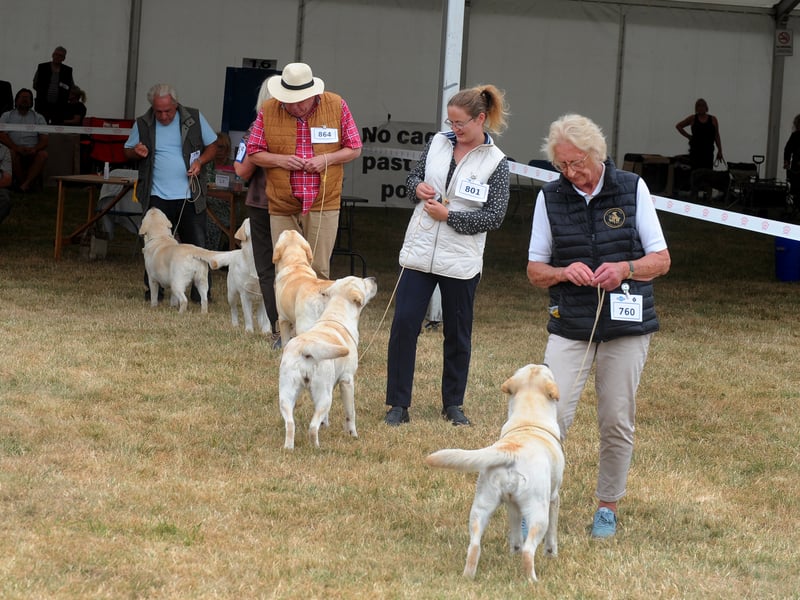 Treats for the patient dogs