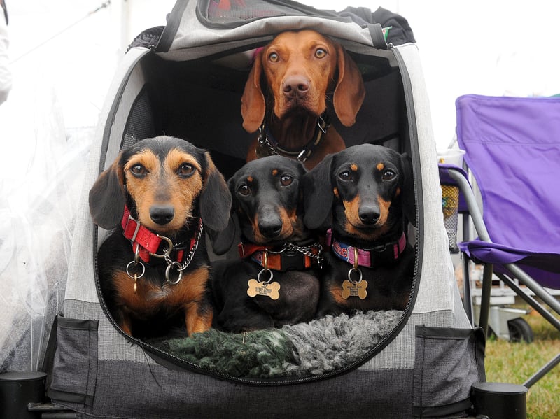 These dogs ready for their judging