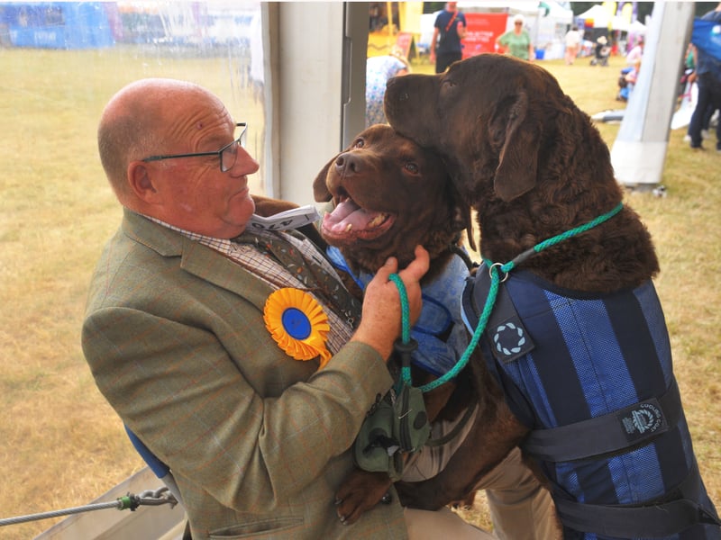 David Rigby of Wharton with Chesapeake Bay retrievers that won Best Puppy in Breed and Reserve CC  and Best Veteran in Breed 