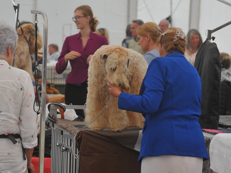 Leeds Championship Dog Show at Harewood 24-07-2026 pic Steve RidingDogs are groomed
