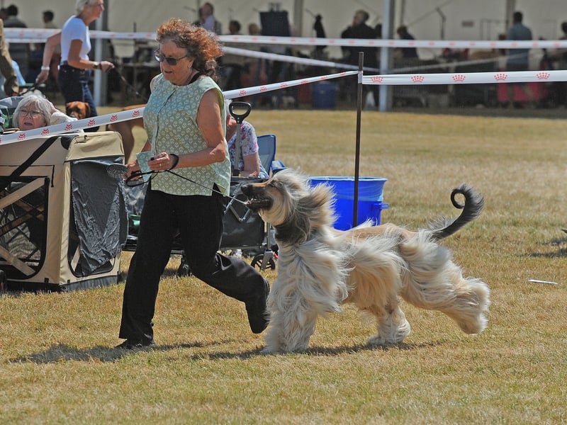 Caroline Bovey of Devon with Afghan Hound Elvis