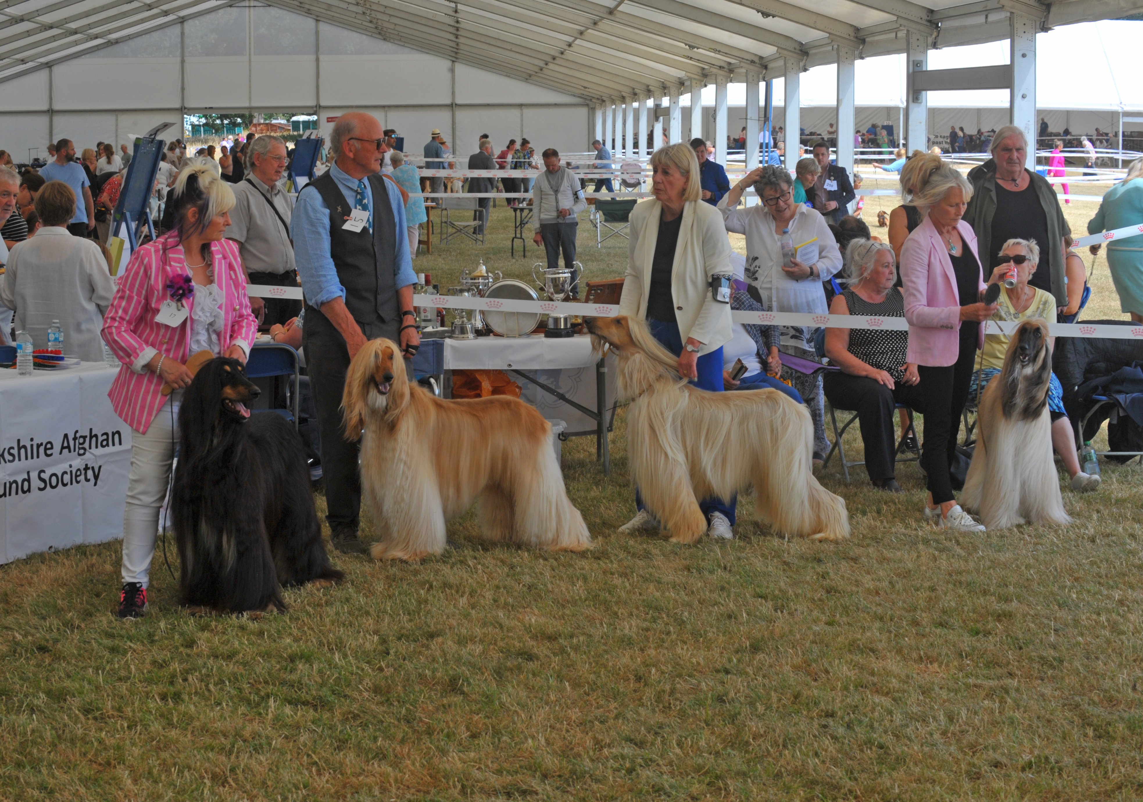 The dogs wait patiently to be judged 