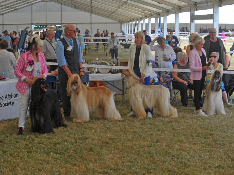 The dogs wait patiently to be judged 