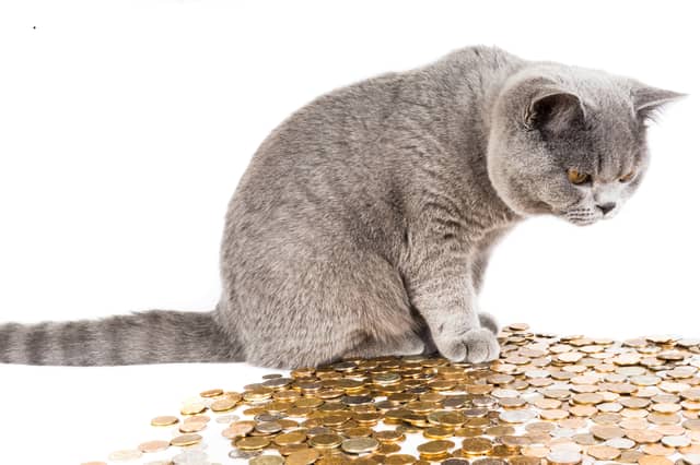 You'll need more than a few pennies if you want to welcome these cats into your home.