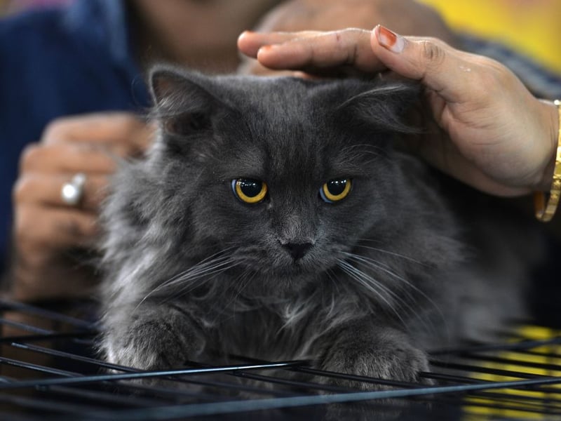 These fluffy, large cats originate from Russia and are known for their thick triple-layered coat, which makes them well-suited for cold climates. Siberians are friendly, intelligent, and hypoallergenic, making them a popular yet pricey breed - expect to pay anywhere from £1,000 to £5,000. 