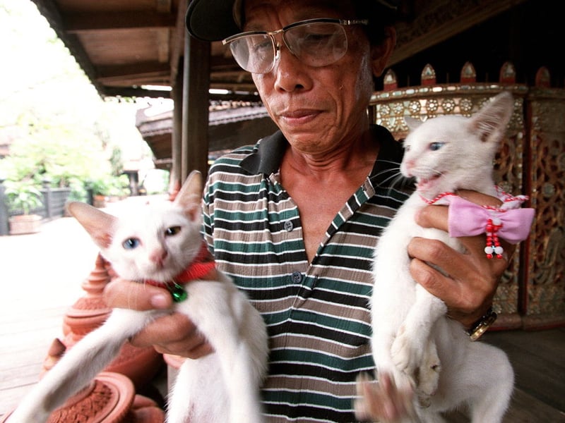 Costly Cats 2026: Here are the 10 most expensive breeds of adorable cat ...