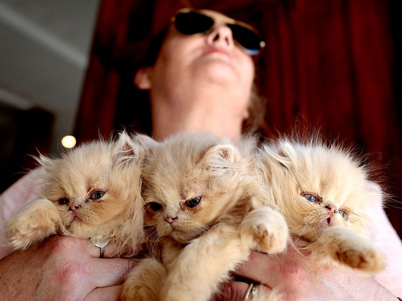 Persian
Persians are long-haired, fluffy cats known for their calm and affectionate personalities which tend to sell from £1,500-£5,000. They have round faces with a signature flat nose. Due to their luxurious coats, they require daily grooming. Extreme flat-faced Persians display the brachycephalic features which can lead to protruding eyes which are at greater risk of nonreal injury. They are also likely to get infections (dermatitis) from facial skin folds, compressed airways which cause difficulty breathing and a deformed jaw which can predispose to dental disease - making normal behaviours such as eating and grooming more difficult. 