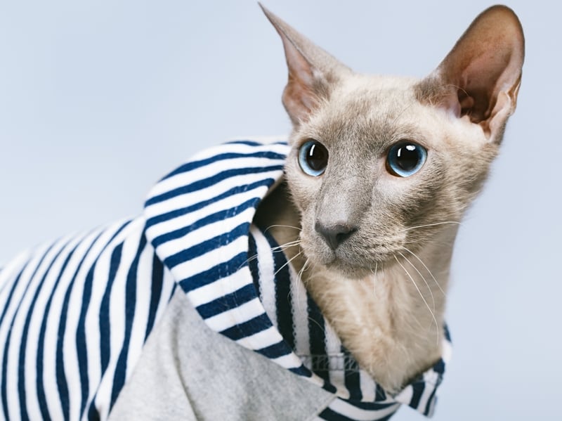Costly Cats 2026: Here are the 10 most expensive breeds of adorable cat ...