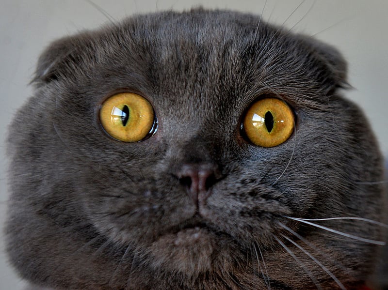 Recognizable by their folded ears, Scottish Folds have round faces and expressive eyes. Taylor Swift's cat breed of choice are affectionate and enjoy human companionship, however they are prone to joint problems due to a genetic mutation. Scottish Folds are not recognised by the Governing Council of the Cat Fancy (GCCF) for pedigree registration due to these welfare concerns. They cost around £2,000-£3,500.
