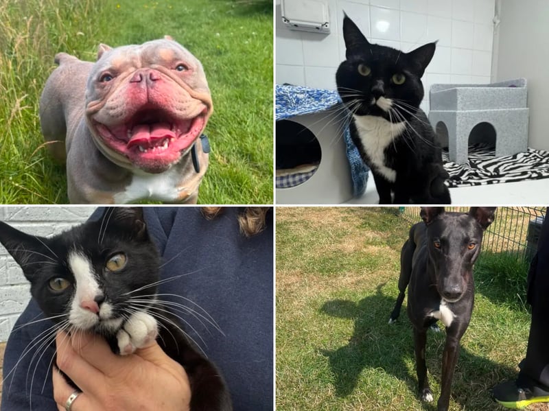 All these pets at Newcastle Dog & Cat Shelter are searching for a home.
