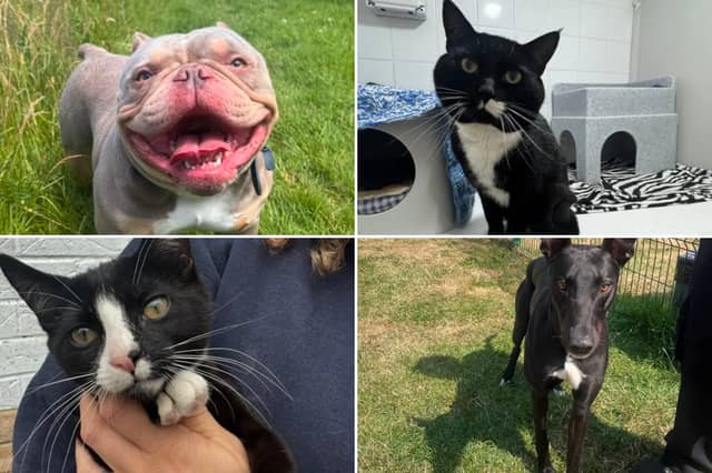 All these pets at Newcastle Dog & Cat Shelter are searching for a home.