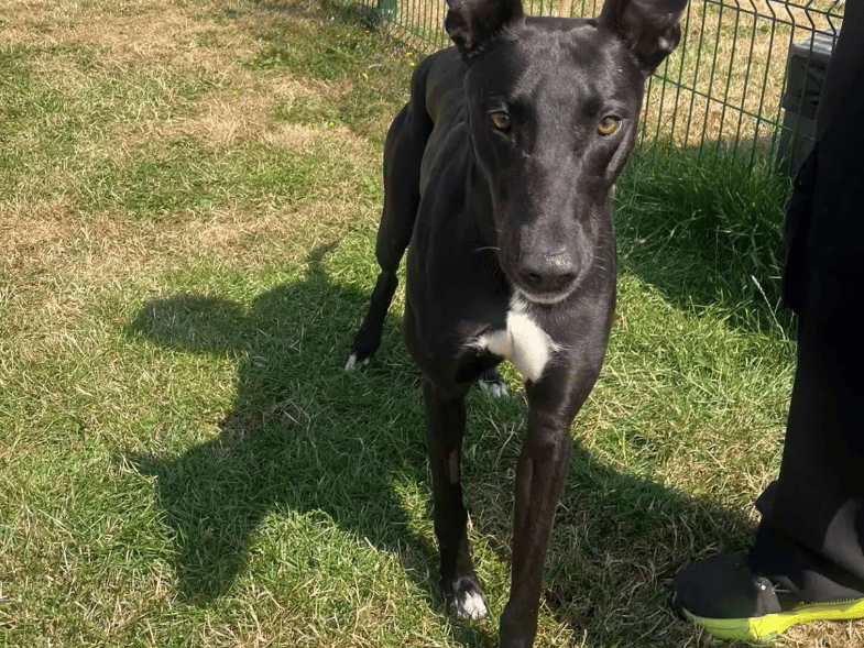 Stefan is a big, handsome lad who quickly makes friends with everyone he meets! He is a friendly and confident chap, but fairly independent and isn’t really interested in seeking too much attention from his humans. Stefan loves getting out and about exploring on his walks – he has particularly enjoyed bounding through the long grass in our big field!