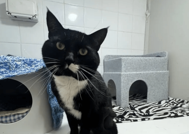 Goku is a sweet and sensitive boy who took a little while to adjust to the shelter environment. He is easily overwhelmed and so really struggled initially with all of the strange new noises and things around him. He spent a lot of time hiding away in his safe spaces and feeling very unsure of shelter staff.