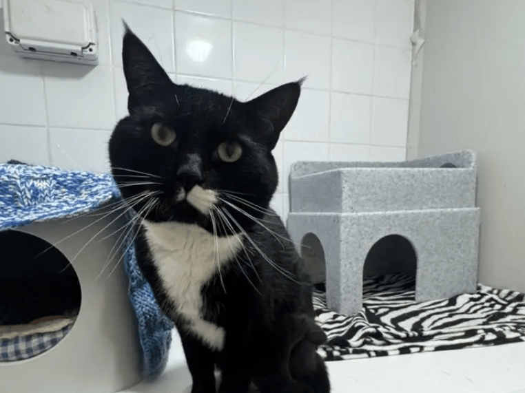 Goku is a sweet and sensitive boy who took a little while to adjust to the shelter environment. He is easily overwhelmed and so really struggled initially with all of the strange new noises and things around him. He spent a lot of time hiding away in his safe spaces and feeling very unsure of shelter staff.