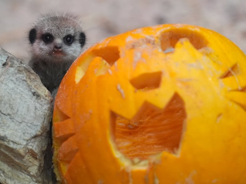 It’s all treats and no tricks at Blair Drummond Safari Park this autumn as the award-winning family destination is gearing up for their Hallowild season with pumpkins, firepits, hay-bale spiders, hay bale play-pit, and a trick or treat trail.

From 10 – 31 October, visitors can head to the picket fence-enclosed pumpkin patch to choose a pumpkin before toasting some giant marshmallows on the firepits. Tickets are £23.50 for adults and £16.50 for kids, with under 3s going free.
