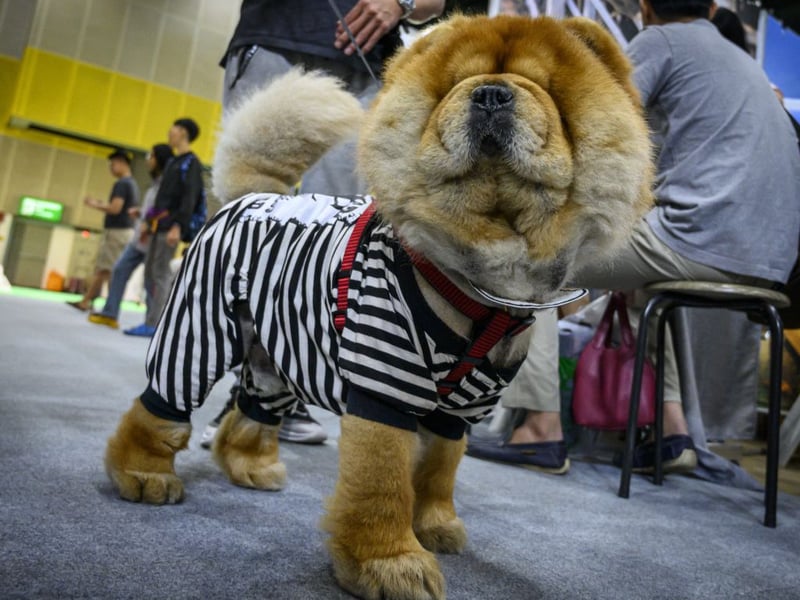 An ancient Chinese breed thought to date back several thousand years, the Chow Chow is easy to identify thanks to its blue tongue. These glorious dogs tend to cost around £4,000 to buy as pups.