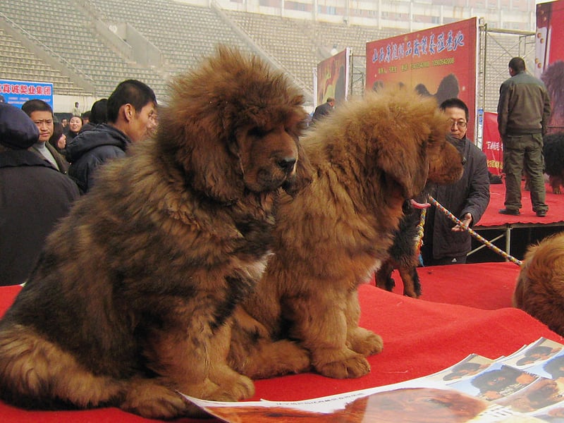 We're starting with the pups you'll need deep pockets to afford. If you want to welcome a mighty Tibetan Mastiff into your home don't expect much change out of £10,000 - they are the UK's most expensive dog. Bred to guard temples in their native Tibet, they look like adorable lions.