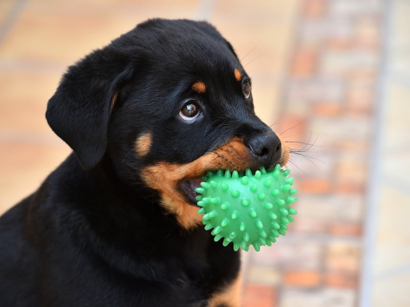 Originally from Germany, the Rottweiler can make for a fiecely loyal family pet - despite the slightly unfair reputation they have for aggression. It's not damaged their cost though - expect to shell out up to £4,000.