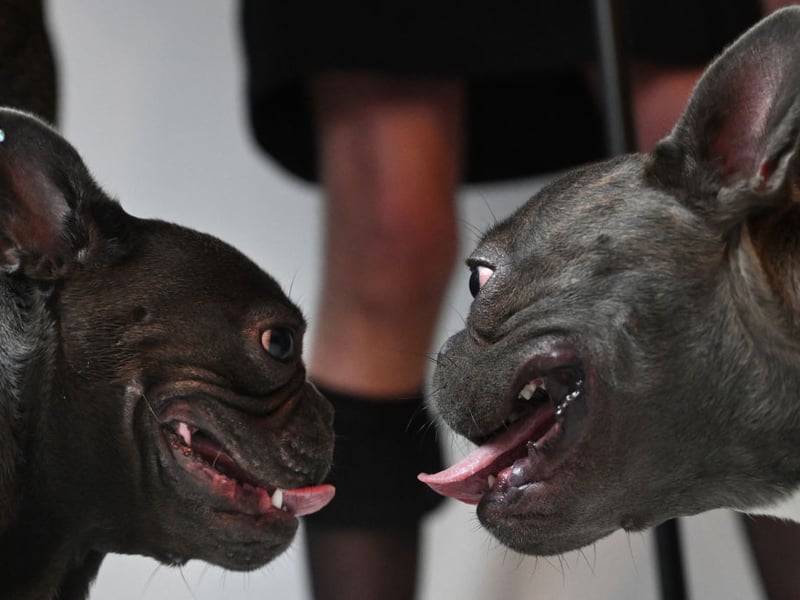The French Bulldog is one of the trendiest canines out there at the moment - challenging the Labrador for the title of the UK's most popular dog. Fashion comes at a price - around £4,500 at last count.
