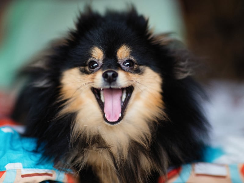 The most expensive toy dog you can buy is the Pomeranian, with puppies costing around £3,500. Its popularity dates back to it being a favourite with royalty - including Queen Victoria. 