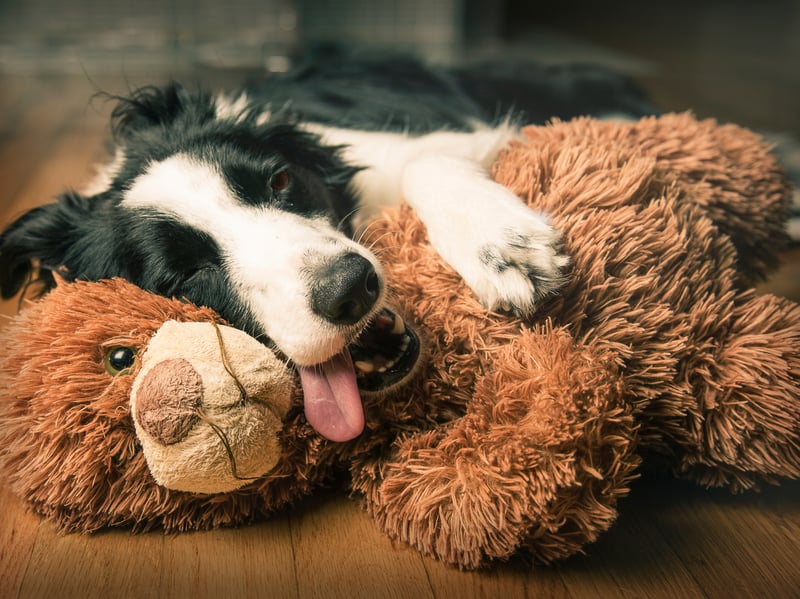 The Border Collie is the world's most intelligent dogs and one of the cheapest - costing around £900-£1,100. 