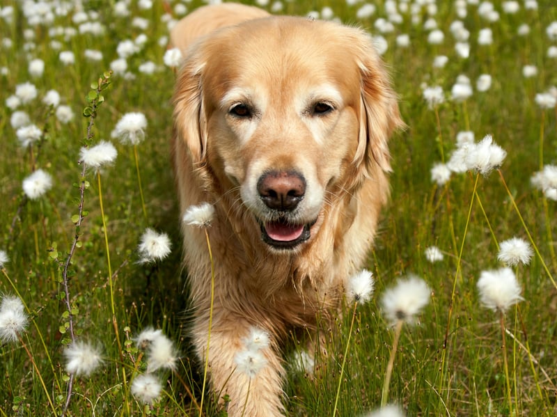 First bred as hunting dogs in Scotland in the late 19th century, Golden Retrievers are a very popular breed with purebred pups costing up to £3,000.