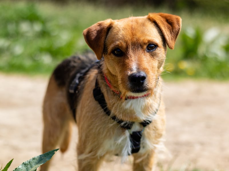 Another terrier takes second spot for most affordable pups. The low maintenance Patterdale Terrier tends to cost around £900-£1,100.