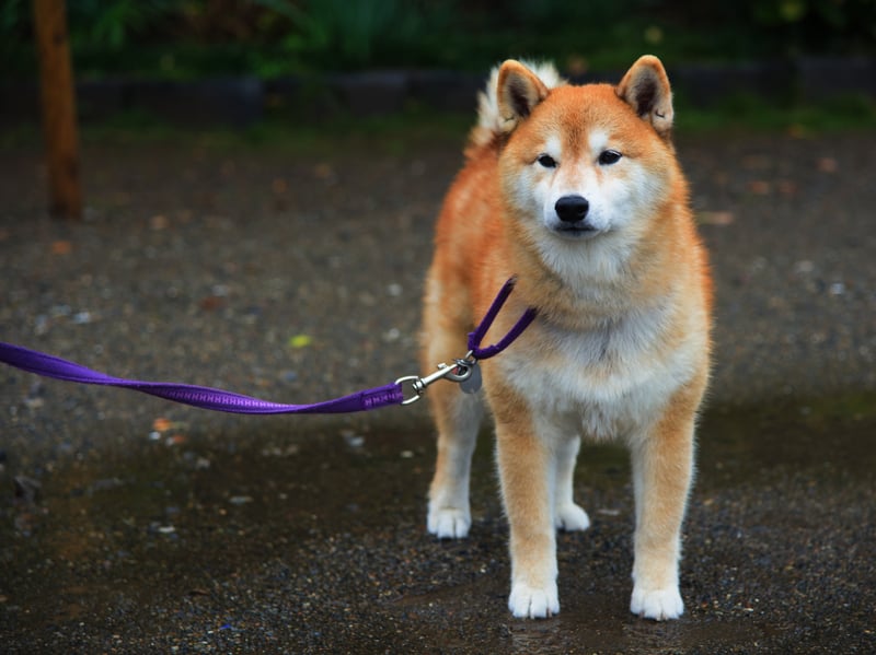 Also coming in at around £3,000 is the smily Akita, once used in their native Japan to hunt bears.