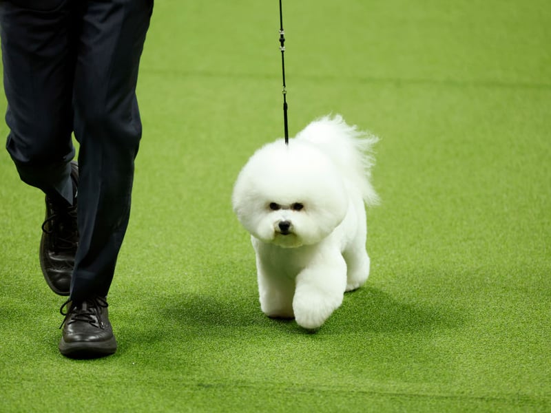 Considered by many to be one of the best companion dogs, the Bichon Frise tends to cost around £1,500.