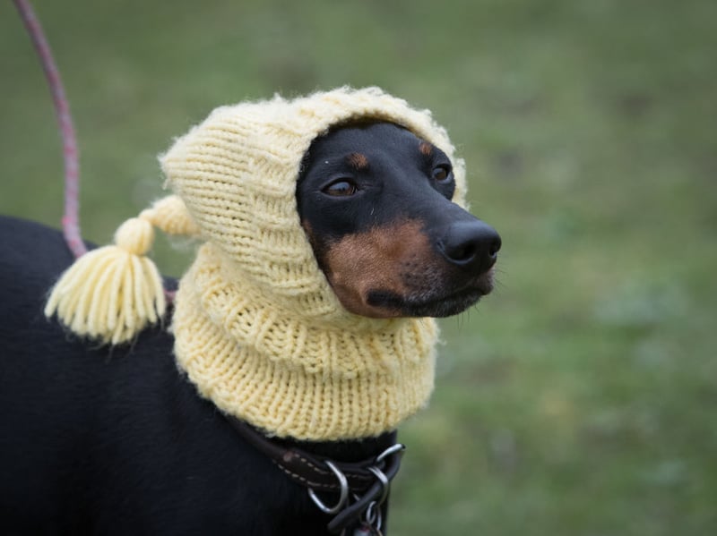 Coming in two sizes - toy and standard - expect to pay around £1,000-£1,300 for a Manchester Terrier.