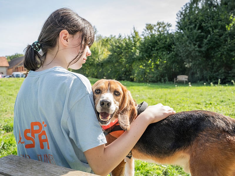 The mischievous and fun Beagle commands a price tag of around £1,200.