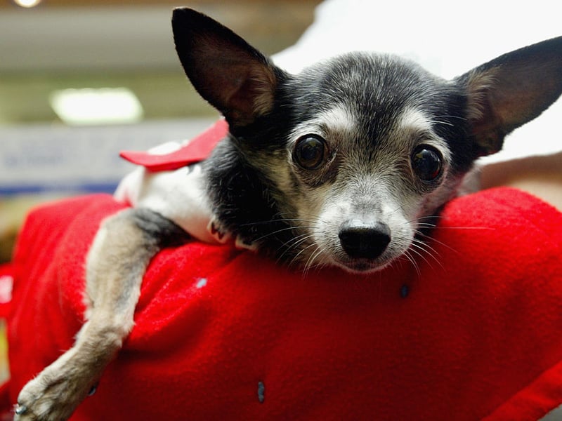 The Chihuahua is the world's smallest breed of dog and will set you back roughly £1,100-£1,200.