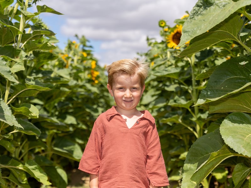 Pictured - Henry, 4 from Bursledon at Sam's Sunflowers on Hayling Island 

Photos by Alex Shute