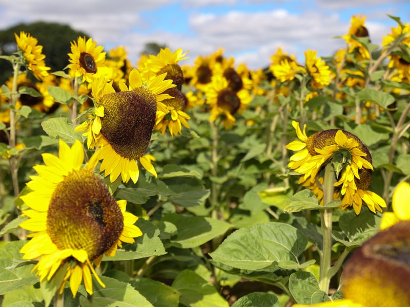 Pictured - Sam's Sunflowers on Hayling Island
Photos by Alex Shute
