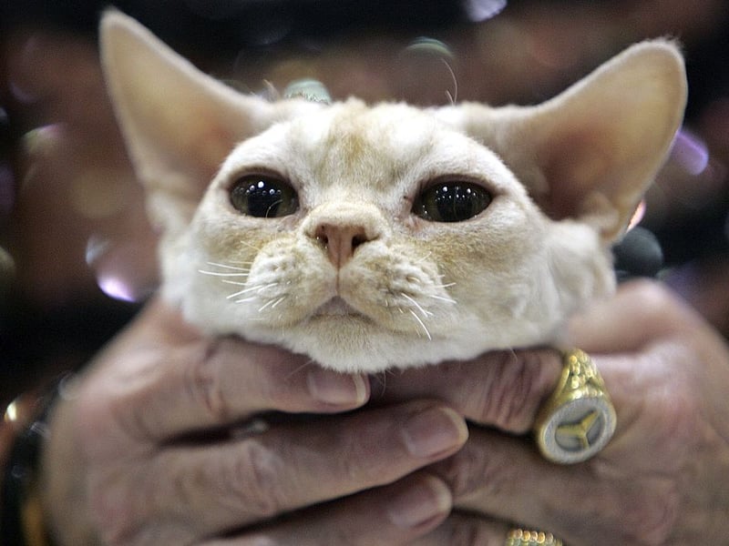 The curly-coated Devon Rex tends to weigh a compact 5-10 pounds and is known for its almost dog-like behaviour. They tend to be mischievous in the best possible way - cheeky and loving.
