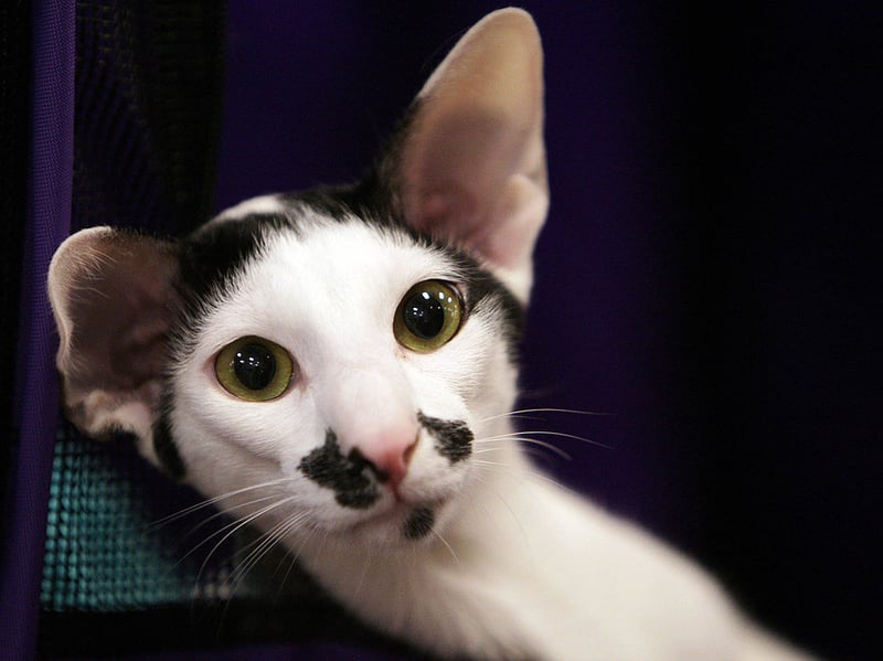A close relation of the Siamese Cat, the Oriental Shorthair has a similarly almond-shaped eyes and distinctively triangular heads and ears. The tend to grow to 5-10 pounds and are massively social and playful pets - often enjoing a game of fetch like a tiny feline Labrador.