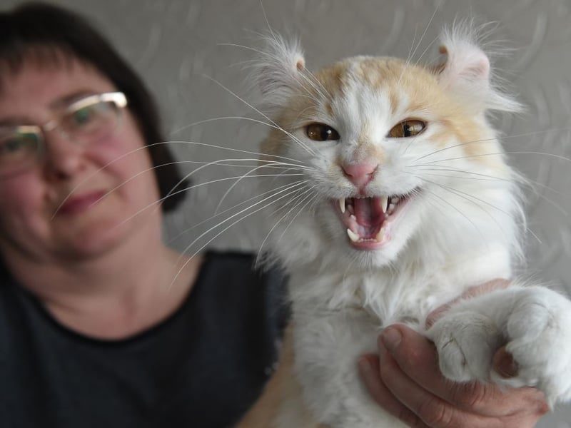 Easy to identify from their backward-curled ears - the result of a genetic mutation that sadly makes them susceptible to health issues - American Curls tend to weigh a lightweight 5–10 pounds. First bred in California, they are an adaptable breed that love humans. 