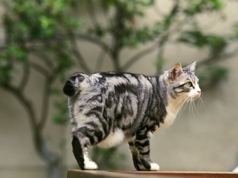 An ancient breed from Japan, the Japanese Bobtail is named after its distinctive tail that looks more like a rabbit's that a cat's. The Japanese see the breed as a symbol of good luck, and they grow to around 5-10 pounds.
