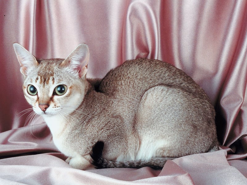 The Singapura considered the world's smallest breed of domestic cat, with adults weighing in at as little as 4 pounds, and rarely more than 8 pounds . It's a breed known for its big eyes, ticked coat, and playful energy. Affectionate and curious, they thrive on attention - although are a fairly rare breed in the UK.