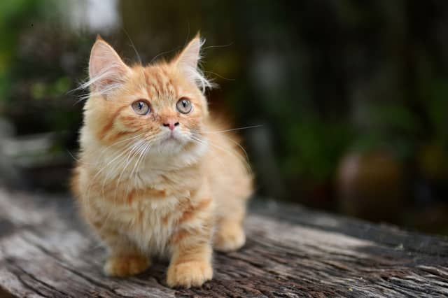 Some cat breeds stay small - even when they become adults.